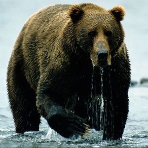 Meet your Posher, Art